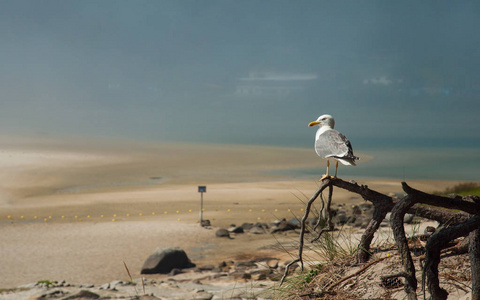 在海滩上的 seagul