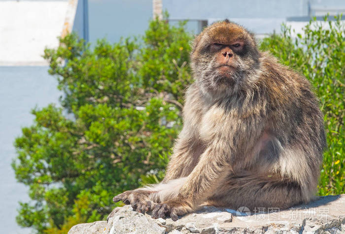 猴子在直布罗陀