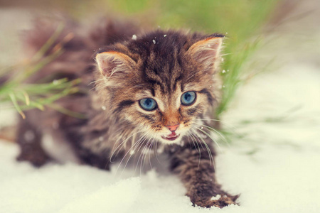 走在雪花中的小猫