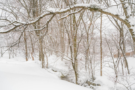 树在森林山白雪覆盖在风暴的冬日