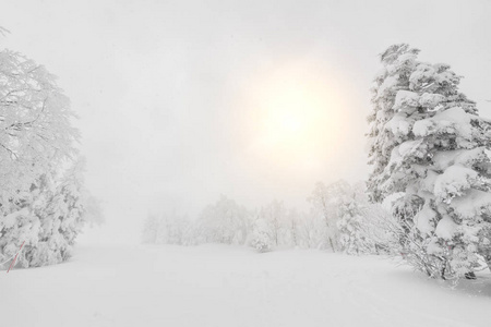 树在森林山白雪覆盖在风暴的冬日