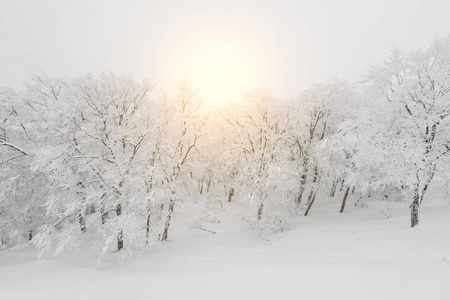 树在森林山白雪覆盖在风暴的冬日