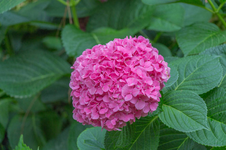 绣球花。粉红色的花。园林植物