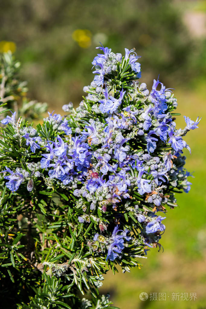 春天迷迭香开花的枝条盛开