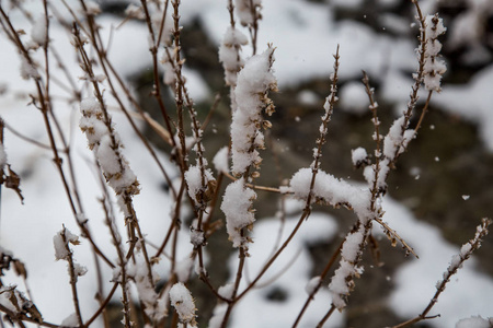 雪中的分支