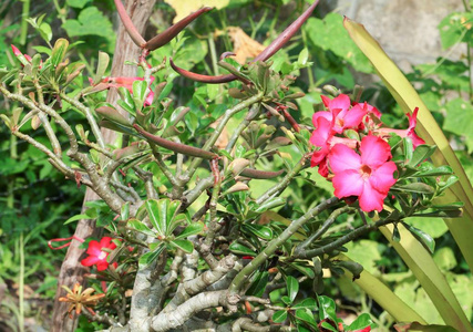 沙漠玫瑰热带花美丽的粉红色腺在庭院