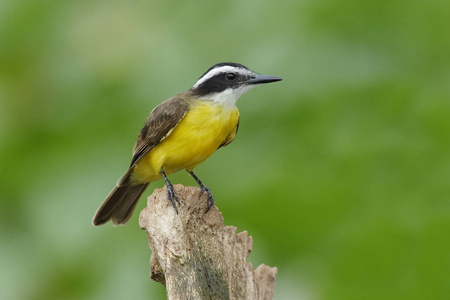 小雅 Kiskadee 坐在树桩上甘博亚，巴拿马