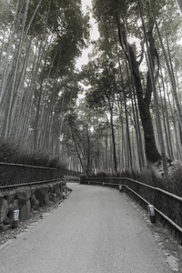 岚山绿色竹林，走在日本京都的路