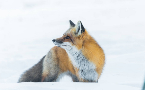 普通红狐狸 Vulpes vulpes 在野外。野生动物摆脱冬季林地 参观别墅  狩猎 寻觅食物