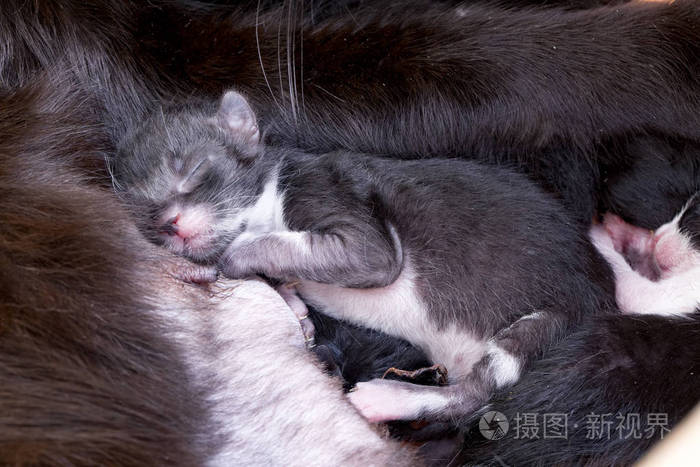 从母亲母乳喂养的猫咪宝贝猫