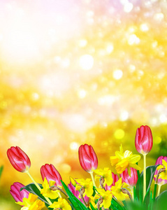 绚丽多彩的春天的花朵水仙花和郁金香