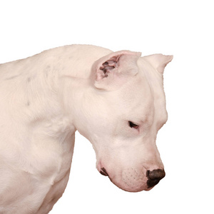 阿根廷杜高犬图片