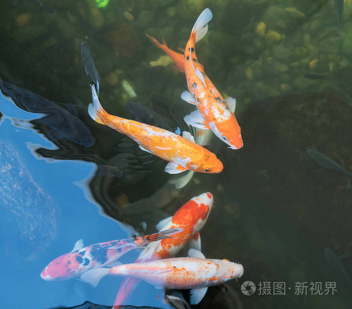 在池塘中的锦鲤鱼