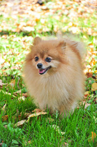 博美犬温暖阳光明媚的秋日在公园里