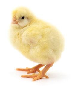 小的黄鸡照片