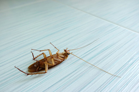 死掉的蟑螂在地板上照片