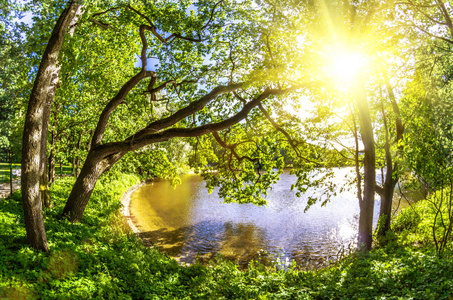 公园森林树木阳光和池塘与水。