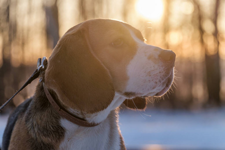 春天散步小猎兔犬的画像