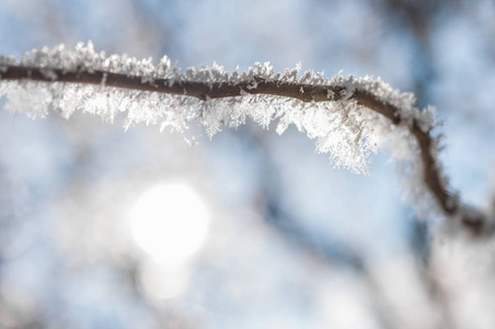 分支与霜雪花