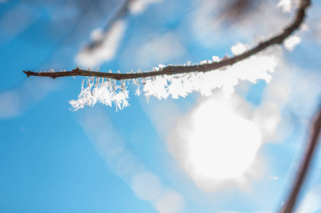 分支与霜雪花