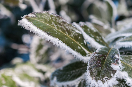 叶子上的霜冻和雪花