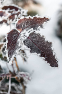 叶子上的霜冻和雪花