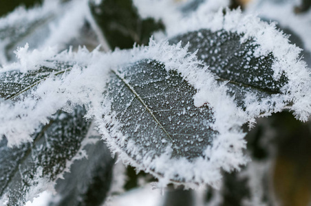 叶子上的霜冻和雪花