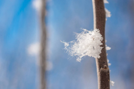 分支与霜雪花