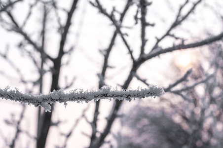 分支与霜雪花