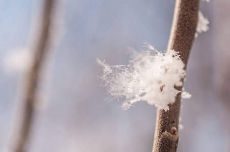 分支与霜雪花