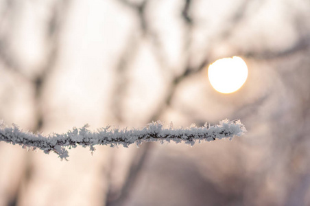 分支与霜雪花