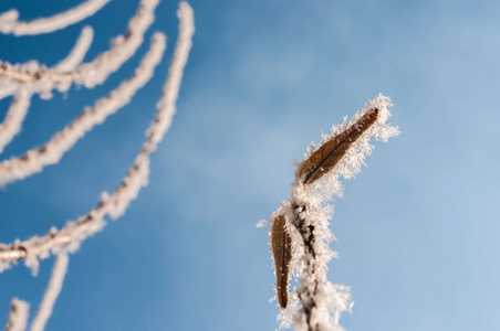 叶子上的霜冻和雪花