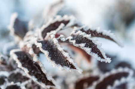 叶子上的霜冻和雪花