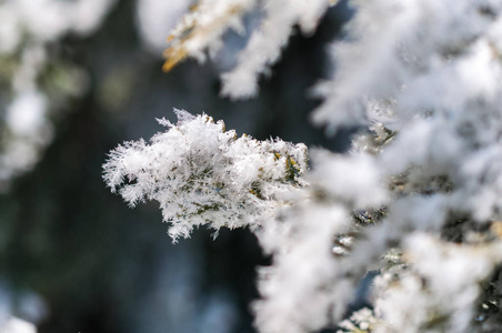 叶子上的霜冻和雪花