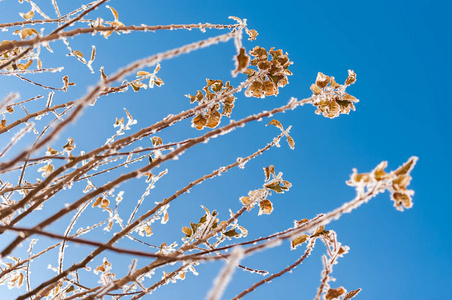 分支与霜雪花