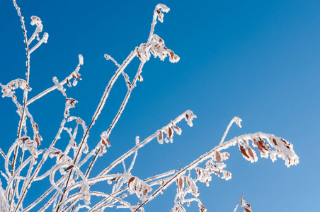 分支与霜雪花