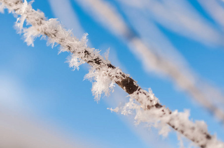 分支与霜雪花