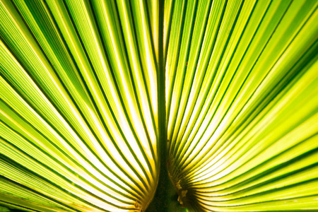 热带棕榈叶宏图片用抽象的线条图片