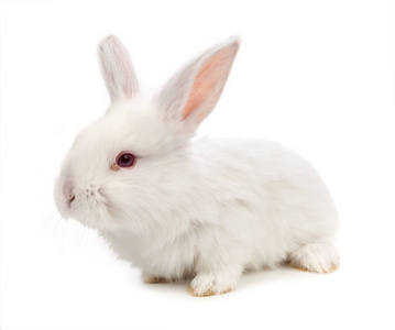 孤立在白色背景上的白兔子照片