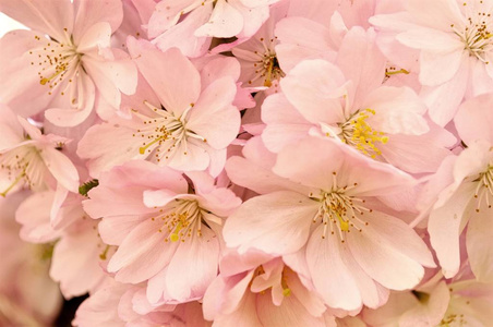 樱花的粉红色的花。春天开花
