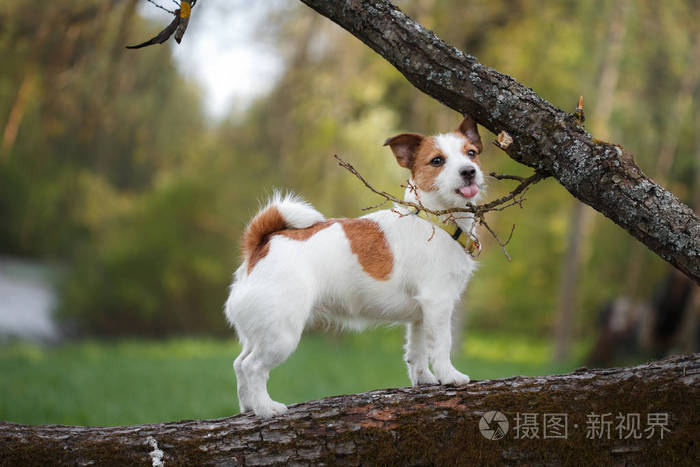 在户外在外面杰克罗素梗犬品种的树上的狗