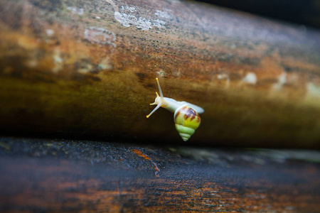 老竹子上的小蜗牛图片