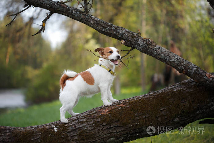 在户外在外面杰克罗素梗犬品种的树上的狗
