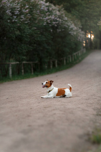 杰克罗素梗犬在户外的画像。狗在公园里散步