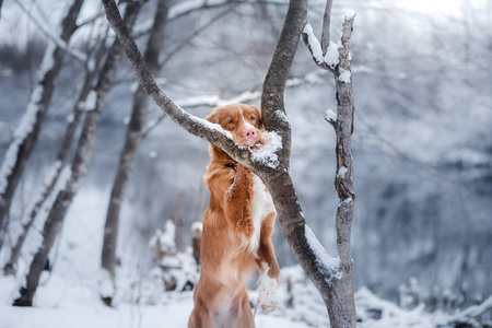 在冬天的户外，新斯科舍省鸭寻回犬，在森林里的狗