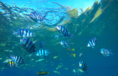 Dascillus 热带鱼在碧海水水下照片。异国情调泻湖与海洋生命