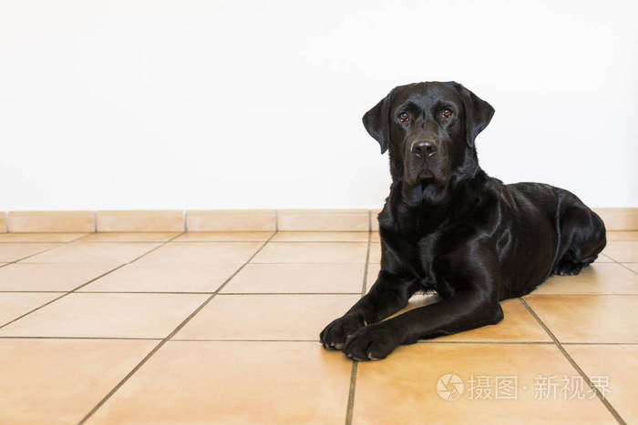 黑色拉布拉多犬看看相机的画像 前视图照片 正版商用图片0xp6e3 摄图新视界