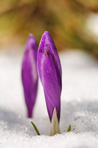 两个紫色的番红花在积雪融化图片