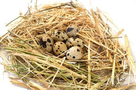 草坪和植物鹌鹑蛋 鸟巢 鸡蛋 鹌鹑的巢 鸡和鹌鹑蛋鸡蛋，鸡蛋中最漂亮的鸟巢的照片