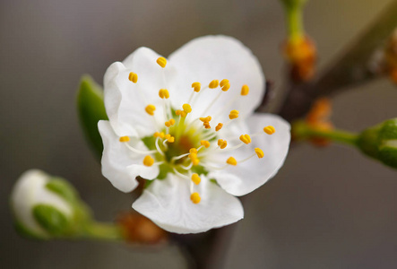 春天鲜花梅花盛开